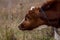 Calf, young brown cow close up in profile on pasture_