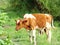 A calf, a young white cow with brown spots chewing grass on a green meadow