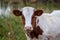 Calf, young white cow with brown spots on pasture_