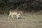 Calf of zebu Bos primigenius indicus in a meadow.