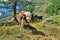 Calfs in alpien pasture, husbandry in Valle dAosta