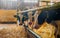 Calfs in livestock farm barn