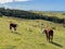 Calfs peacefully grazing on a slope in a sunny day, Tawharanui Regional Park, New Zealand