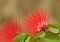 Caliandra flower or luciana variegata soft selective focus