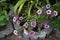 Calibrachoa \\\'Cabaret Bumble Bee Blue\\\' blooms in the garden. Berlin, Germany