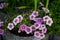 Calibrachoa \\\'Cabaret Bumble Bee Blue\\\' blooms in the garden. Berlin, Germany