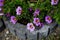 Calibrachoa \\\'Cabaret Bumble Bee Blue\\\' blooms in the garden. Berlin, Germany