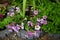 Calibrachoa \\\'Cabaret Bumble Bee Blue\\\' blooms in the garden. Berlin, Germany