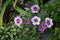 Calibrachoa \\\'Cabaret Bumble Bee Blue\\\' blooms in May in the garden. Berlin, Germany