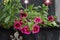 Calibrachoa cabaret \\\'Good Night Kiss\\\' and Antirrhinum majus bloom in a flower box in July.