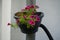 Calibrachoa \\\'Cabaret Good Night Kiss\\\' blooms in autumn in a hanging pot on a water pipe.