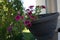 Calibrachoa \\\'Cabaret Good Night Kiss\\\' blooms in autumn in a hanging pot on a water pipe. Berlin, Germany