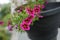 Calibrachoa \\\'Cabaret Good Night Kiss\\\' blooms in September in a hanging pot on a water pipe.