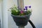 Calibrachoa \\\'Cabaret Good Night Kiss\\\' surrounded by Viola cornuta flowers in a hanging pot on a water pipe.
