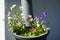 Calibrachoa \\\'Cabaret Good Night Kiss\\\' surrounded by Viola cornuta flowers in a hanging pot on a water pipe.