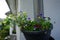 Calibrachoa \\\'Cabaret Good Night Kiss\\\' surrounded by Viola cornuta flowers in a hanging pot on a water pipe.