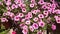 Calibrachoa \'Cabaret Pink Vein\', Cabaret Pink Vein Calibrachoa