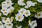 Calibrachoa Calipetite White