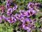 Calibrachoa Flowers