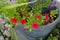 Calibrachoa flowers Trixi \\\'Blue Petticoat\\\' and \\\'Uno Double Red\\\' bloom in a hanging flowerpot in autumn.