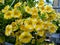 Calibrachoa hybrid Superbells Lemon Slice yellow and white flowers