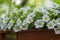 Calibrachoa million bells beautiful flowering plant, group of white flowers in bloom, ornamental pot balcony plant