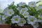 Calibrachoa million bells beautiful flowering plant, group of white flowers in bloom, ornamental pot balcony plant