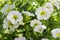 Calibrachoa million bells beautiful flowering plant, group of white flowers in bloom, ornamental pot balcony plant