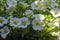 Calibrachoa million bells beautiful flowering plant, group of white flowers in bloom, ornamental pot balcony plant