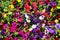 calibrachoa Million Bells flower background