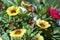 Calibrachoa million bells flowering plant, group of red and yellow flowers in bloom, ornamental pot balcony plant