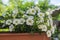 Calibrachoa million bells flowering plant, group of white flowers in bloom, ornamental pot balcony plant