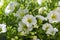 Calibrachoa million bells flowering plant, group of white flowers in bloom, ornamental pot balcony plant