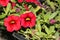 Calibrachoa `Mini Famous Compact Red`, Mini petunia