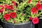 Calibrachoa `Mini Famous Compact Red`, Mini petunia