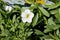 Calibrachoa `Minifamous Pure White`, Mini petunia