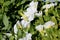 Calibrachoa `Minifamous Pure White`, Mini petunia