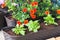 Calibrachoa and petunia seedlings with colorful flowers