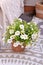 Calibrachoa plant with white flowers