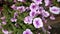 Calibrachoa \'Superbells Tickled Pink\'