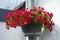 Calibrachoa \\\'Uno Double Red\\\' blooms in a hanging flowerpot in August. Berlin, Germany