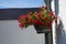 Calibrachoa \\\'Uno Double Red\\\' blooms in a hanging flowerpot in August. Berlin, Germany