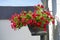 Calibrachoa \\\'Uno Double Red\\\' blooms in a hanging flowerpot in August. Berlin, Germany