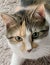 Caliby, Tabico or Calico Tabby Cat Laying on Rug Looking Up