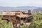 Calico, California, USA - July 1, 2015: Old wooden house in the ghost town of Calico