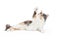 Calico Cat With Arm Extended