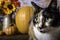 Calico Cat and Autumn Pumpkins