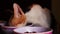 Calico Cat Eating Out of a Bowl