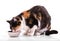 Calico cat eating out of a silver bowl