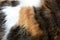 Calico cat fur texture background.